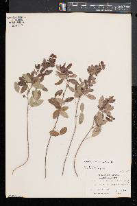 Lespedeza intermedia image