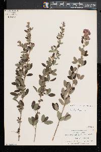 Lespedeza intermedia image