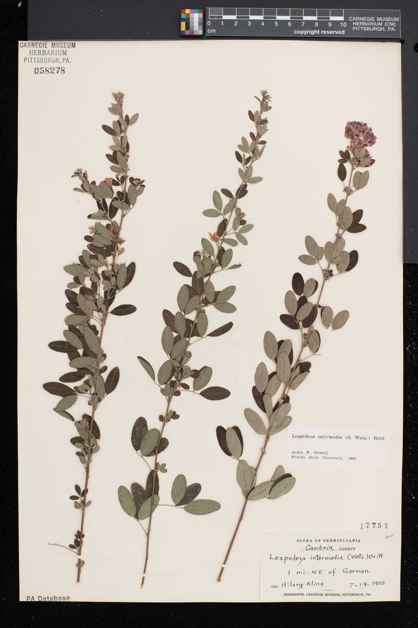 Lespedeza intermedia image