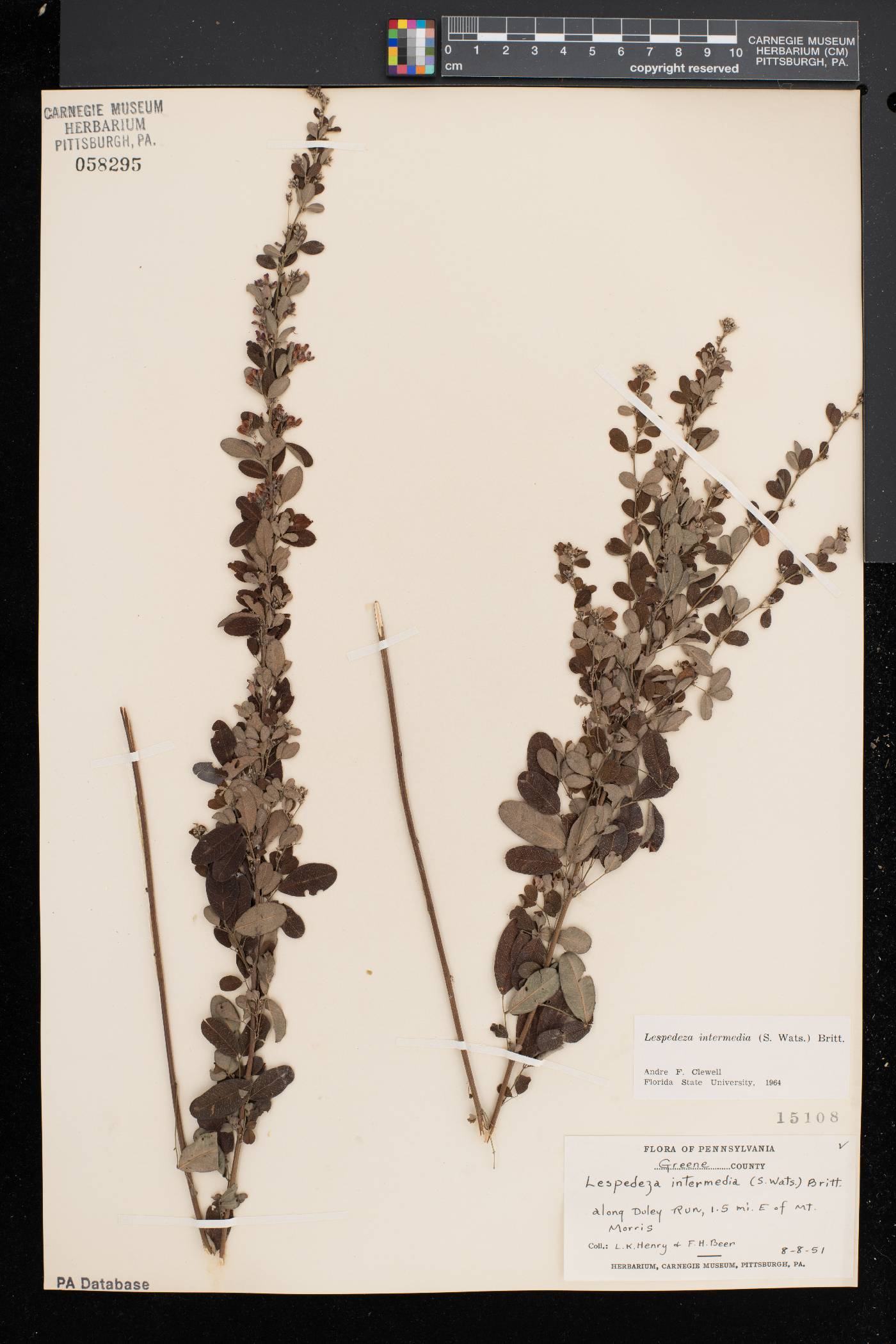 Lespedeza intermedia image