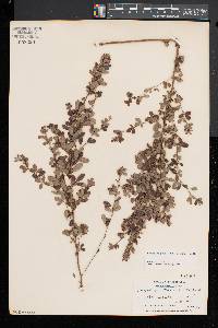 Lespedeza intermedia image