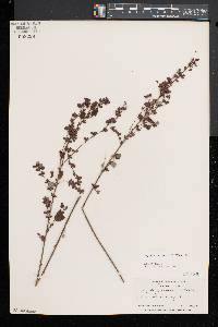 Lespedeza intermedia image