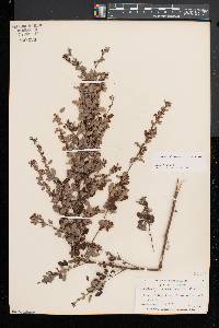 Lespedeza intermedia image