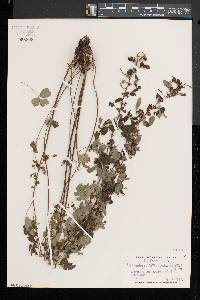 Lespedeza intermedia image