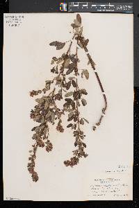 Lespedeza intermedia image