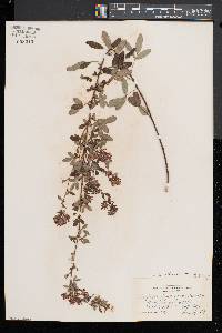 Lespedeza intermedia image