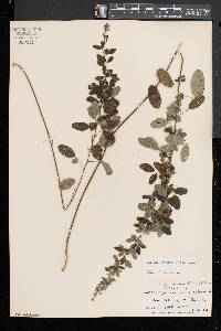 Lespedeza intermedia image