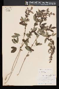 Lespedeza intermedia image