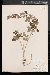 Lespedeza intermedia image