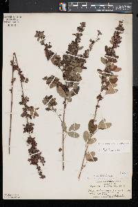 Lespedeza intermedia image