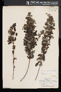 Lespedeza intermedia image