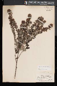 Lespedeza intermedia image