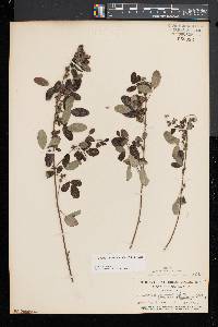 Lespedeza intermedia image