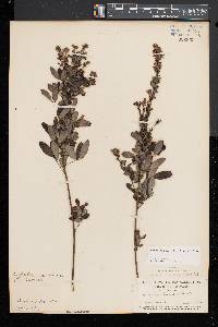 Lespedeza intermedia image