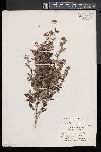 Lespedeza intermedia image