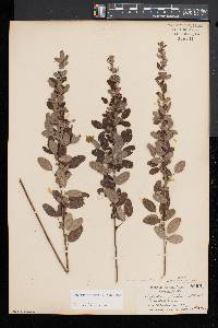 Lespedeza intermedia image