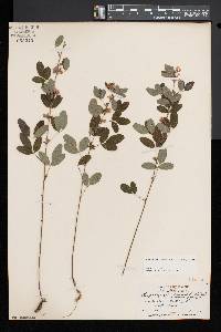 Lespedeza intermedia image