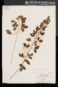 Lespedeza intermedia image