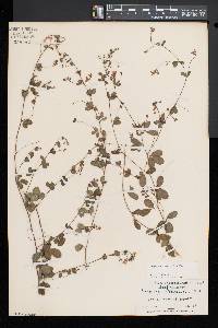 Lespedeza repens image