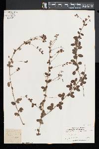 Lespedeza procumbens image