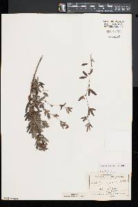 Lespedeza virginica image