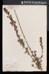 Lespedeza virginica image