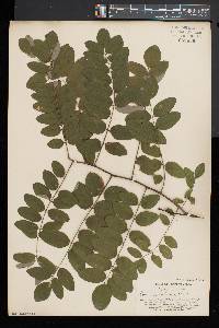 Robinia viscosa image