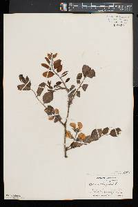 Robinia hispida image