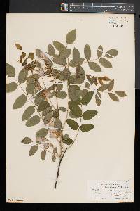 Robinia hispida image