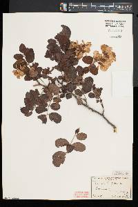 Robinia hispida image