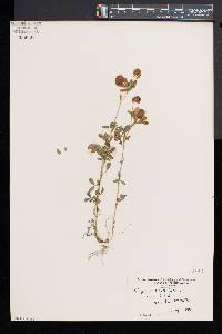 Trifolium aureum image