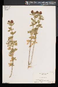 Trifolium aureum image