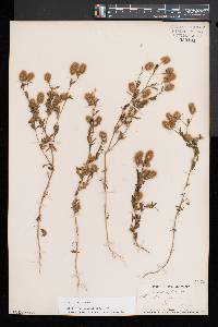 Trifolium arvense image