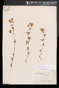 Trifolium arvense image