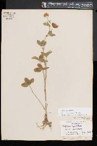 Trifolium hybridum image