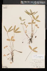 Trifolium virginicum image