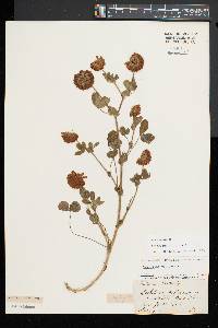 Trifolium reflexum image