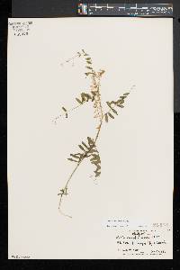 Vicia caroliniana image