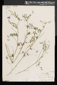 Vicia caroliniana image