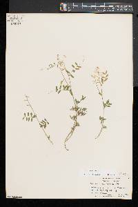 Vicia caroliniana image