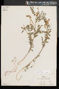 Vicia caroliniana image