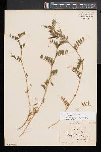 Vicia sativa subsp. nigra image