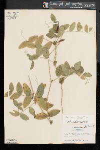 Lathyrus ochroleucus image