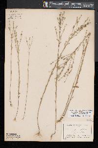 Linum medium var. texanum image