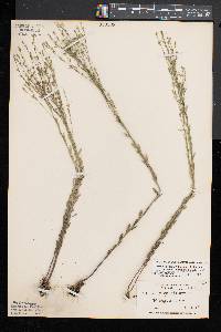 Linum medium var. texanum image