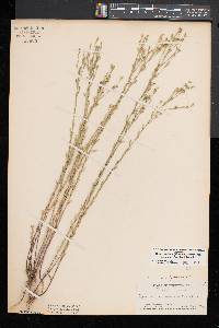 Linum medium var. texanum image