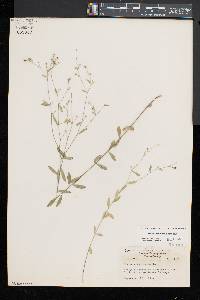 Linum virginianum image