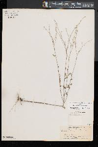 Linum virginianum image