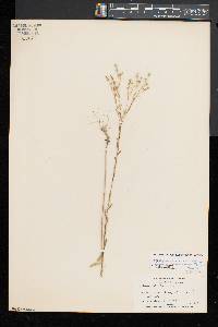 Linum virginianum image