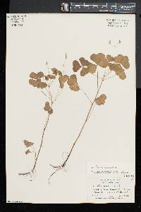 Oxalis grandis image